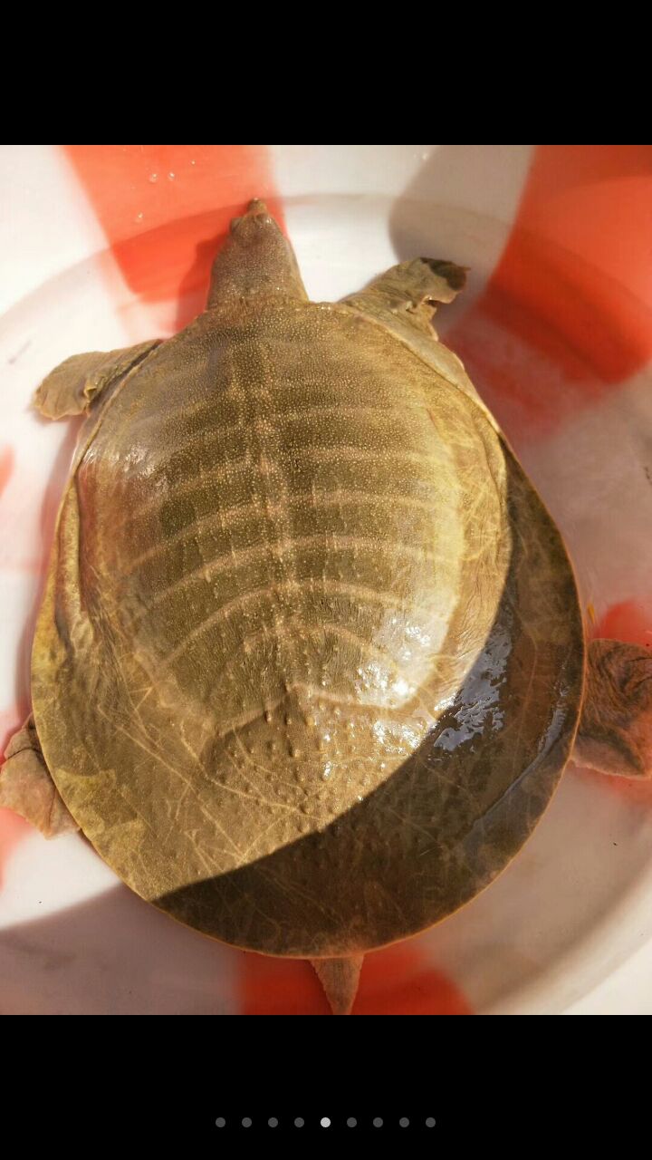 5斤甲鱼100元包邮包活价格110元/只 1只起批 - 惠农网