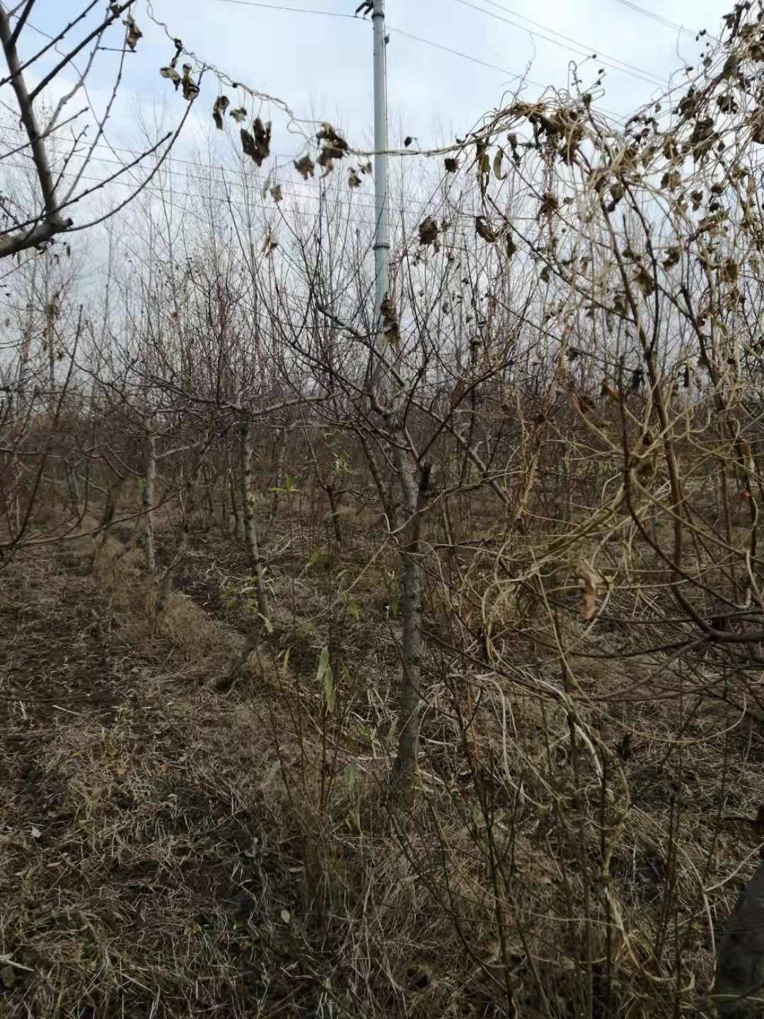 中油4号桃树苗 中油四号油桃树