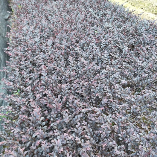 浏阳市西德杜鹃 供应各种规格小苗,及松柏