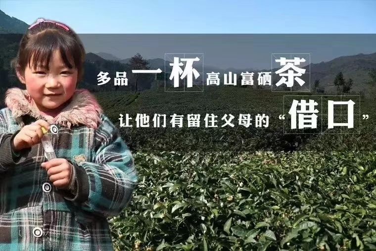 紫阳县2025 年绿茶毛尖一级明前茶翠峰