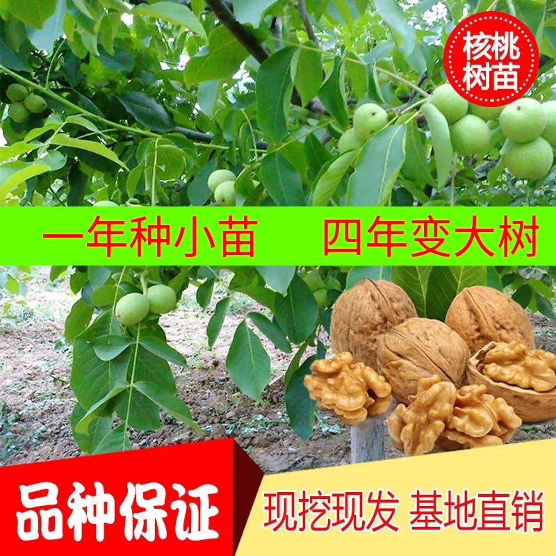 薄皮核桃苗 薄皮核桃树苗，嫁接苗，包品种，包成活，包挂果，基地现发货