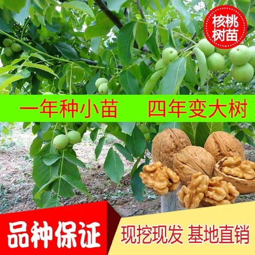 平邑县薄皮核桃苗 薄皮核桃树苗，嫁接苗，包品种，包成活，包挂果，基地现发货