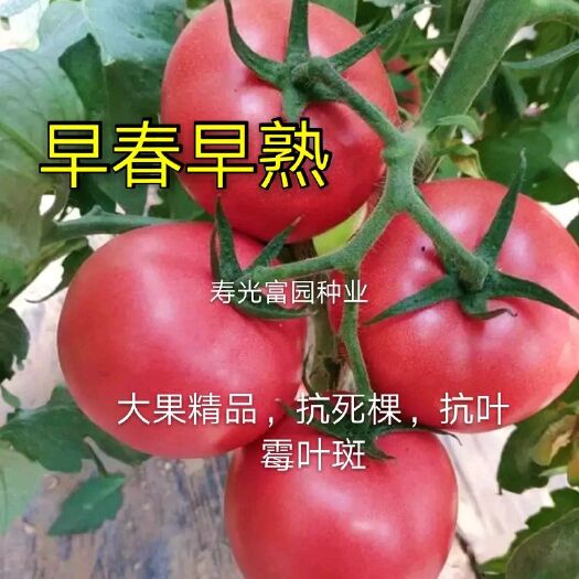 寿光市粉旺达番茄种子  早春早熟、大果型、350克左右、深粉