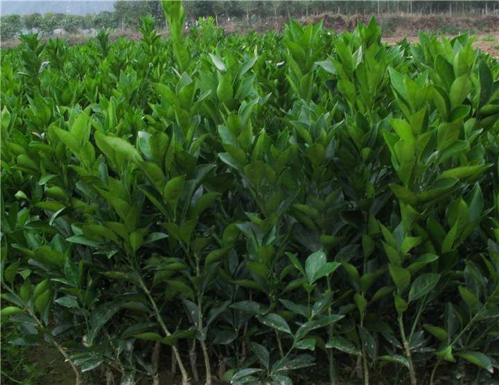 明日见柑橘苗 明日见柑橘树苗 品种正宗 基地发货