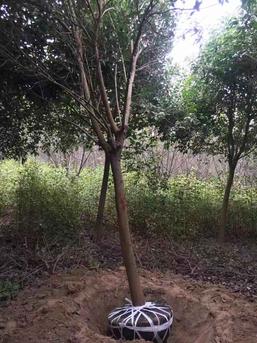 12公分女贞 14公分女贞价格 女贞树批发 大叶女贞