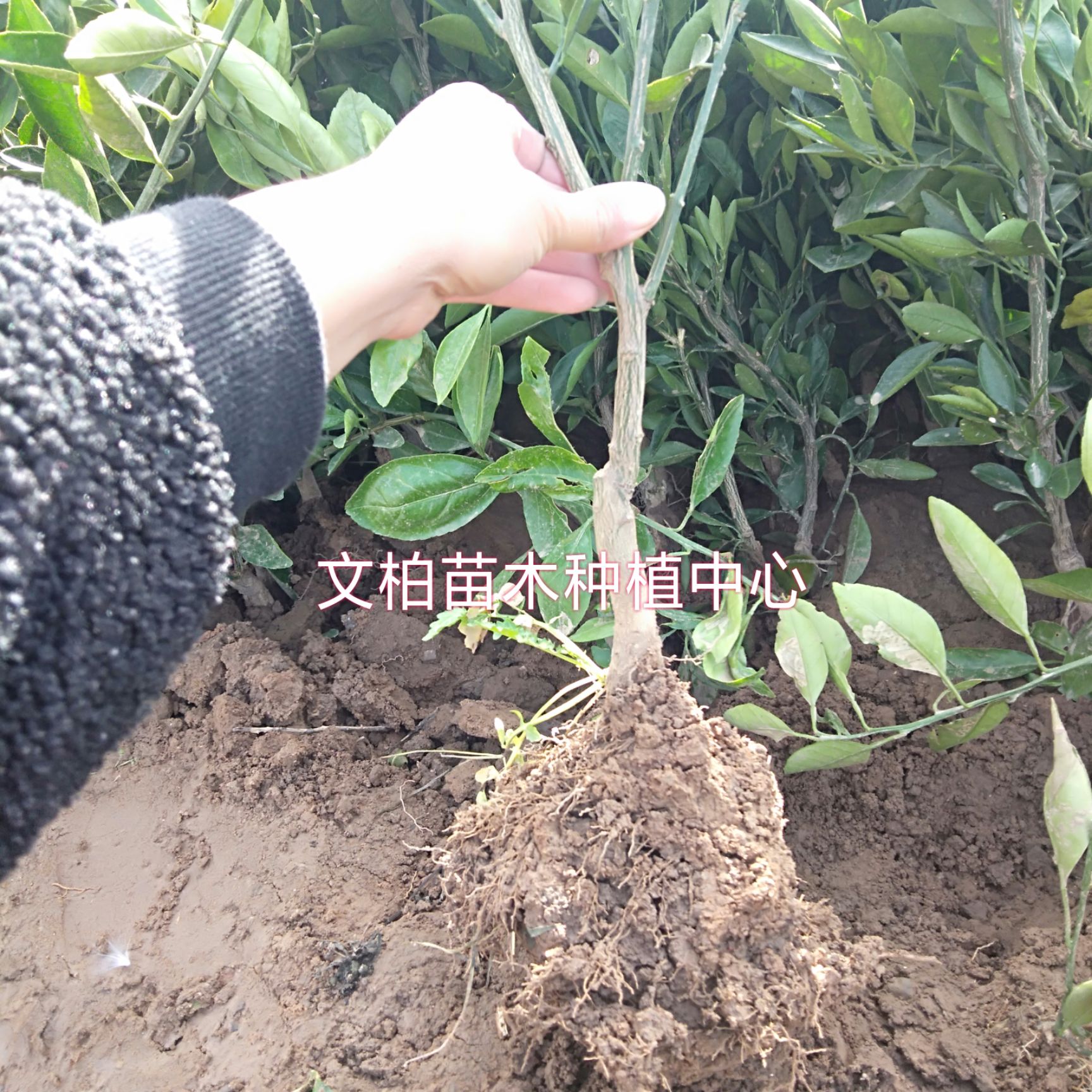 平邑县宫川蜜桔苗 宫川蜜橘苗 宫川温州蜜橘苗 无核肉质细嫩化渣 特早熟 包邮