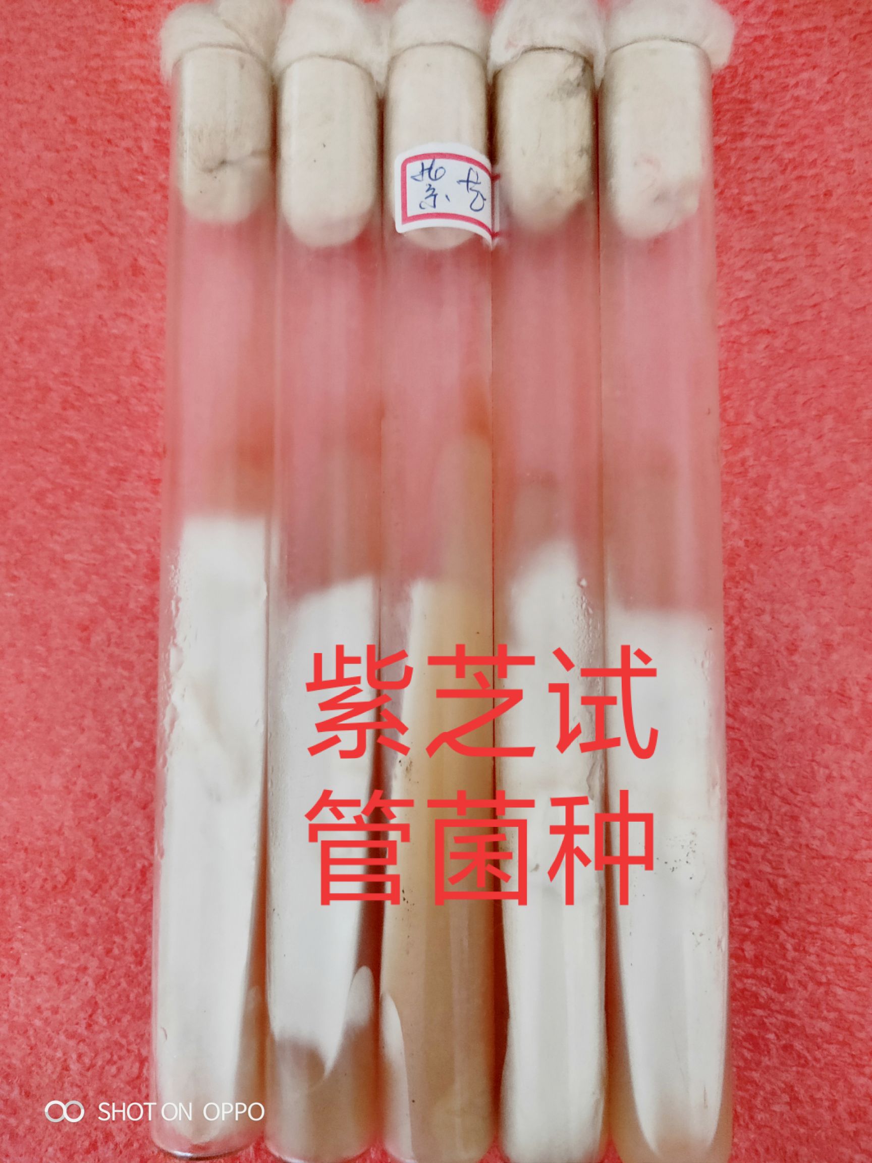 栽培基质  食用菌试管空白培养基，PDA配方，适合各种菌丝生