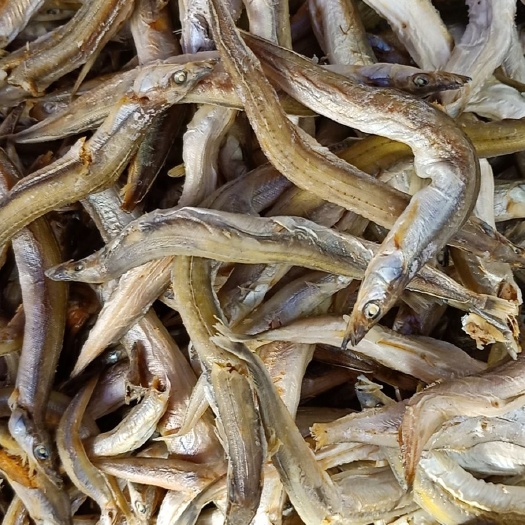 滨州 小银鱼
