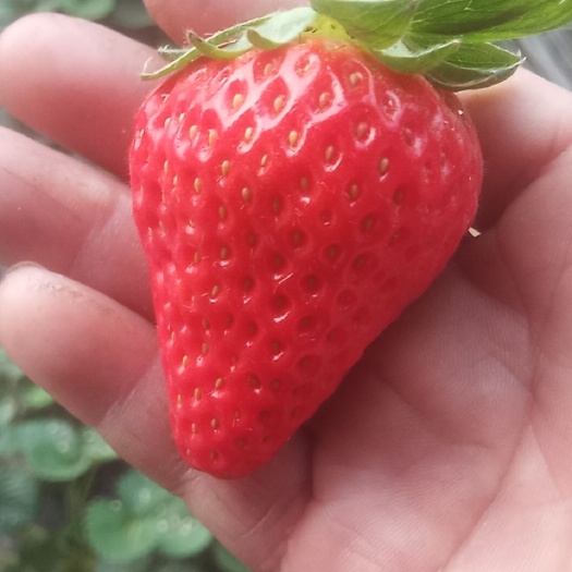  优质甜宝草莓