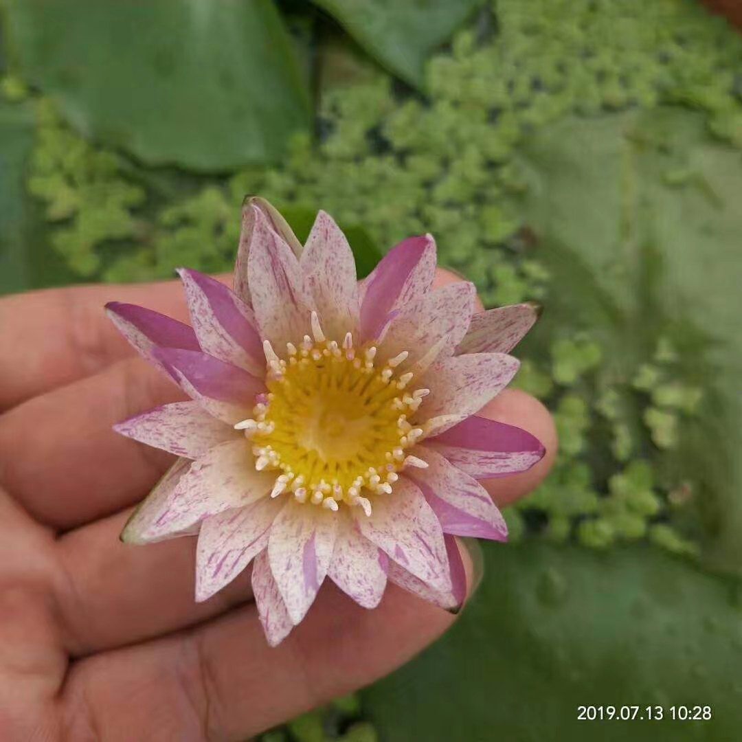 精品大根块睡莲包花色包质量池塘净化
