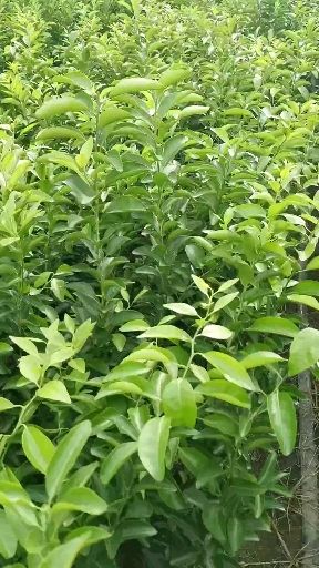 黄金奈李苗，奈李苗