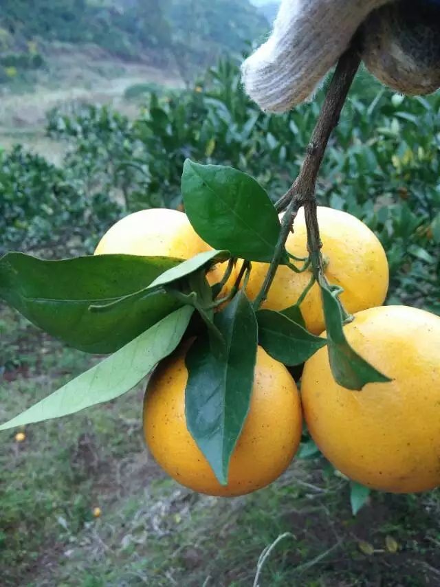  正宗湖南麻阳冰糖橙