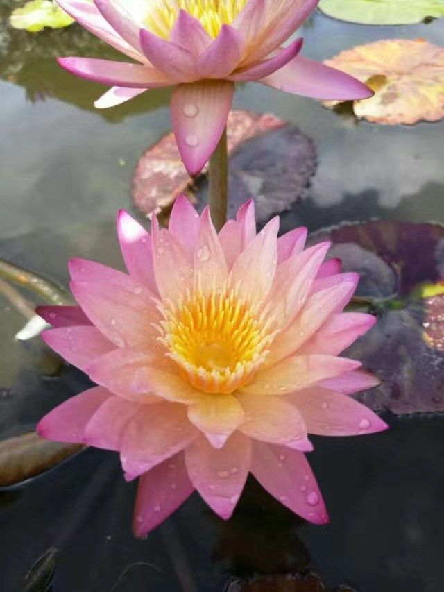 精品大根块睡莲包花色包质量池塘净化