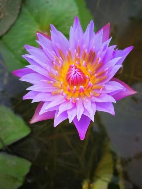 精品大根块睡莲包花色包质量池塘净化