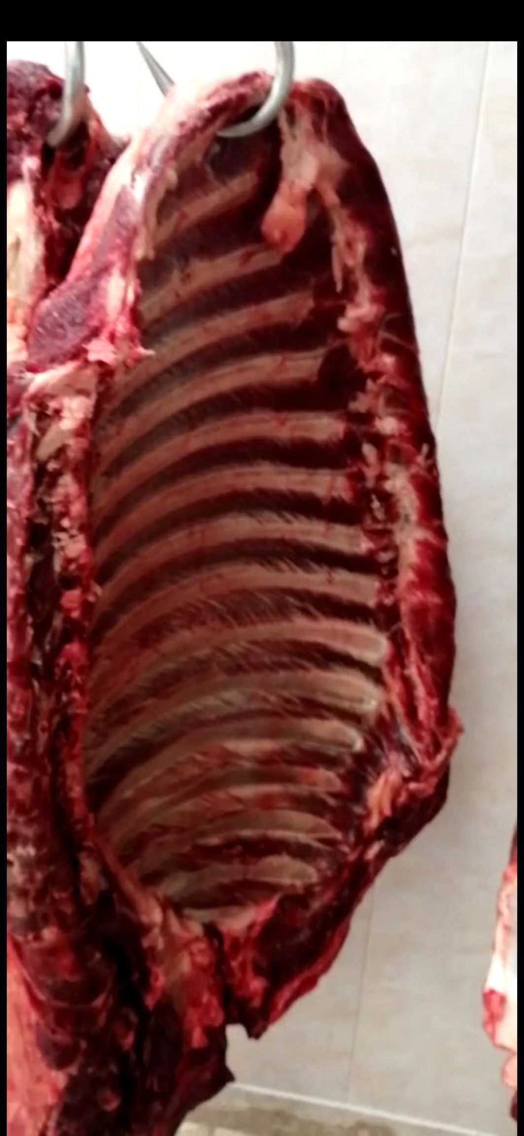  保店驴肉 饭店专用带骨马排大量供应