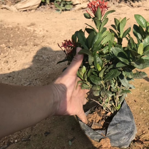 漳州 龙船花