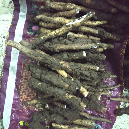 自家种植的垆土铁棍山药.，挖时挖断的短山药