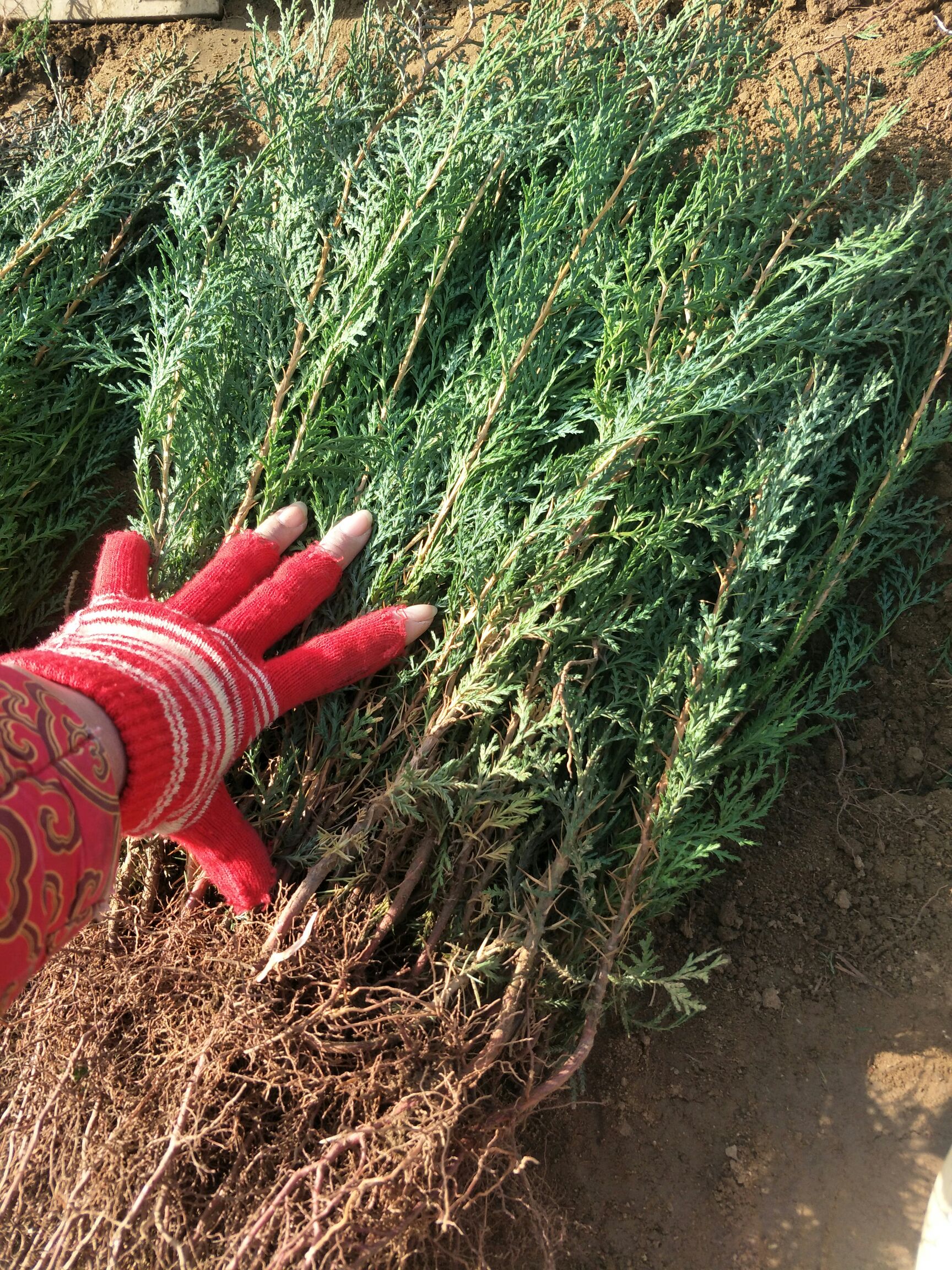  当年侧柏苗保湿发货，包成活，基地直供嫁接绿化专用苗