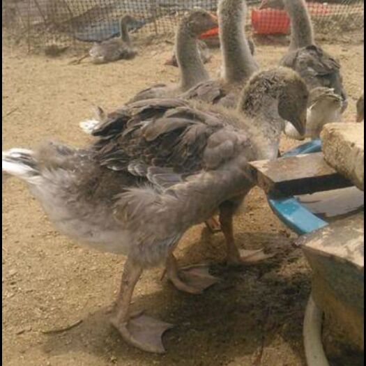 南宁 朗德鹅苗纯种狮头鹅苗活体大灰鹅汕头大型鹅苗大种狮头鹅苗雁鹅