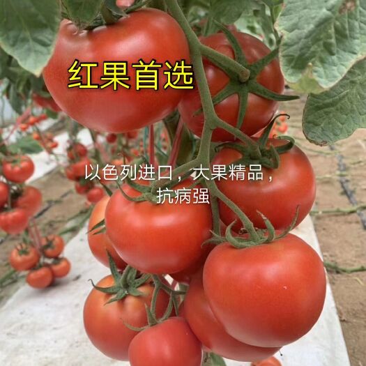 寿光市西红柿种子  红果番茄种子、大果精品、颜色靓丽，货架期长