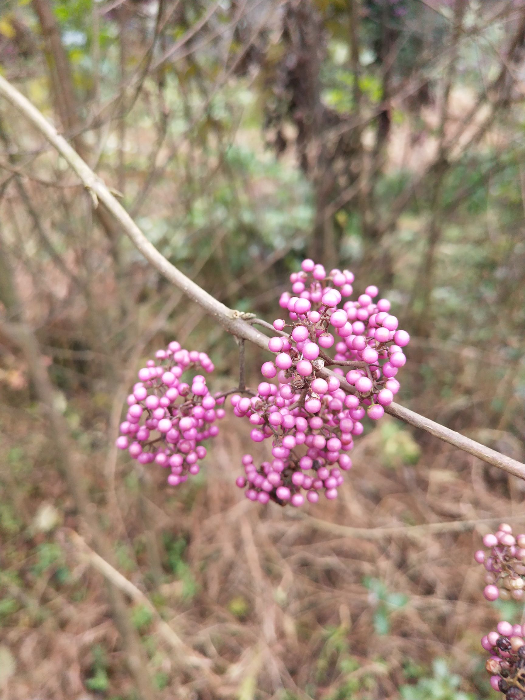  紫珠，紫荆、紫珠草、白棠子树