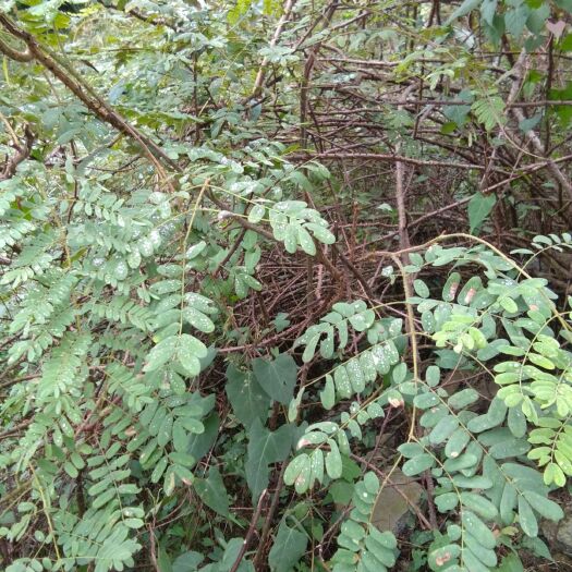 安龙县抖音同款贵州斗米虫哥云实树斗米虫假一赔十，1克以上