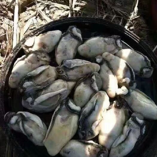 汕尾辰州生蚝  正宗晨州生蚝