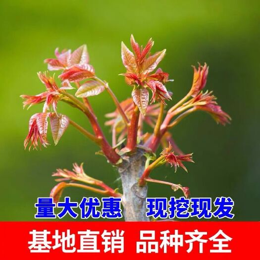 泰安 批发红油香椿苗 大棚露天香椿苗南北方种植 包成活死苗免费补苗
