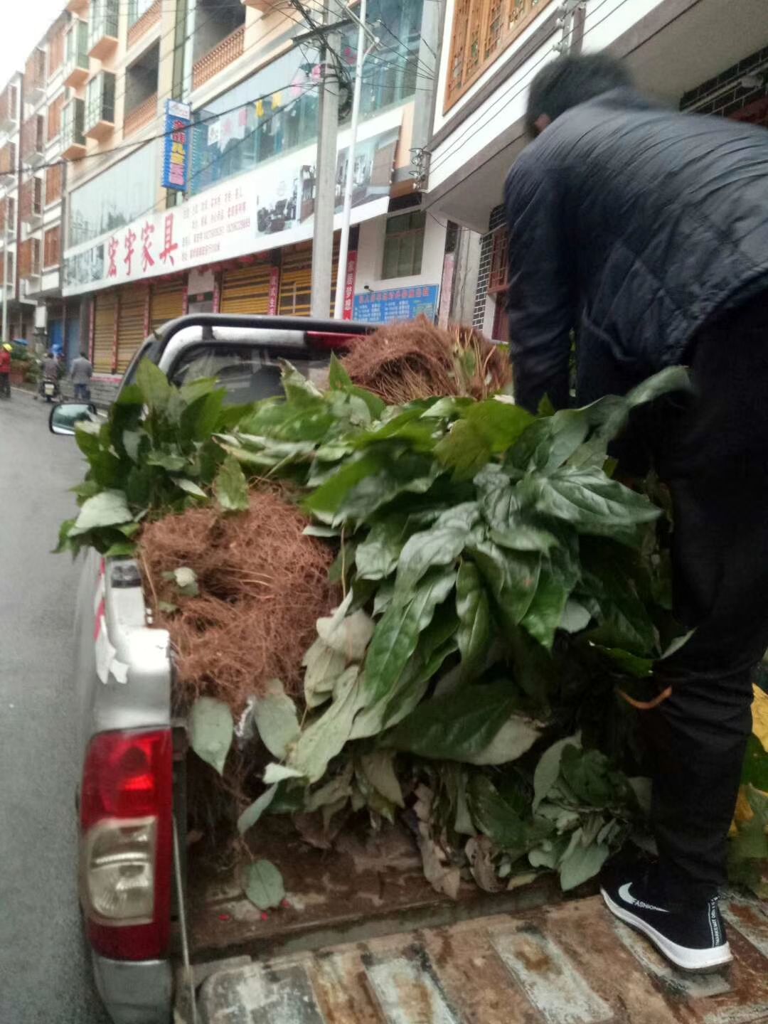 淫羊藿种苗  淫羊藿苗大量供应上亿株，成年苗整株