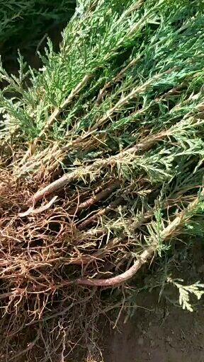 泰安 当年侧柏苗保湿发货，包成活，基地直供嫁接绿化专用苗