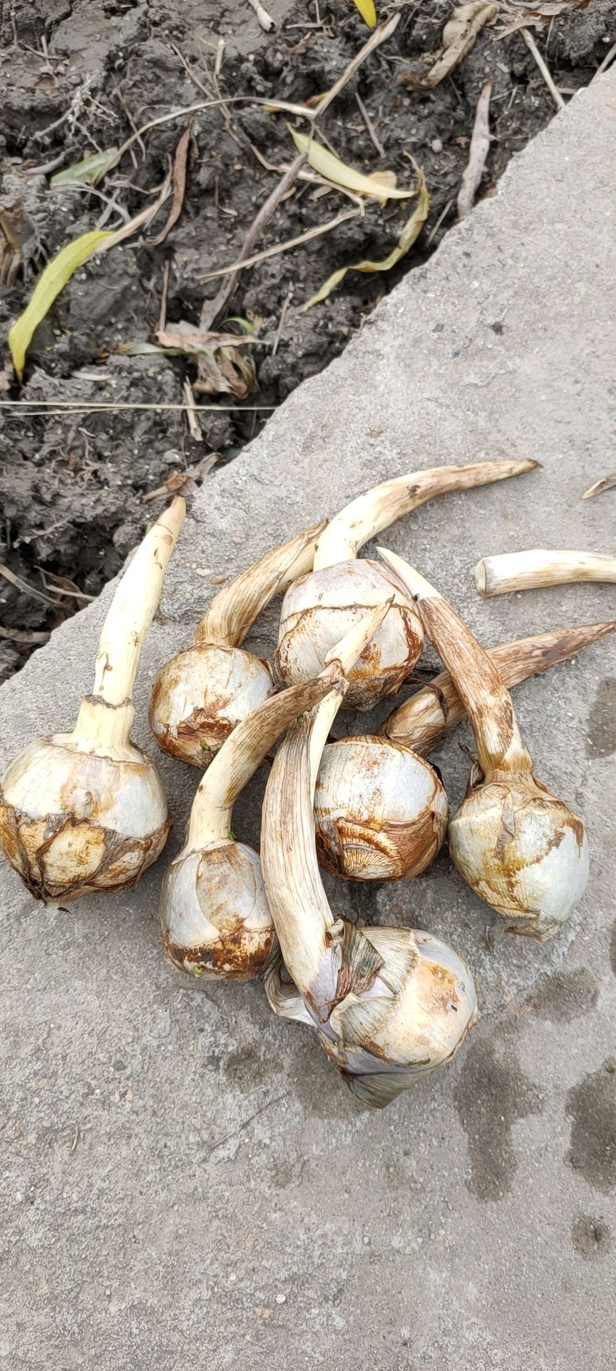 宽叶慈姑 混装通货