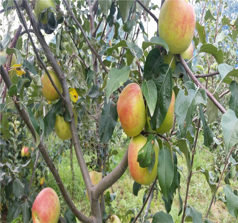 美八苹果树苗 嫁接苹果苗  新品种美八嫁接苹果苗  个大脆甜上市早效益高