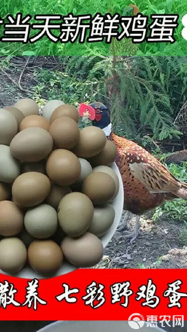 山地土鸡蛋蛋，是蛋类产品中的佼佼者，被誉为黄金蛋。