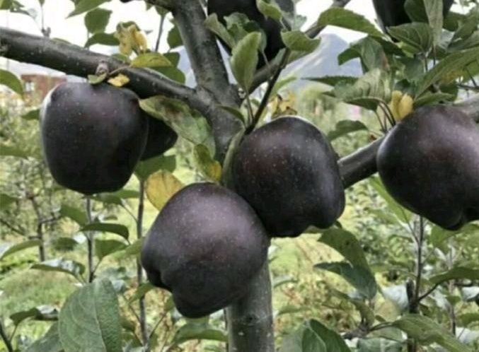  美国黑苹果树苗