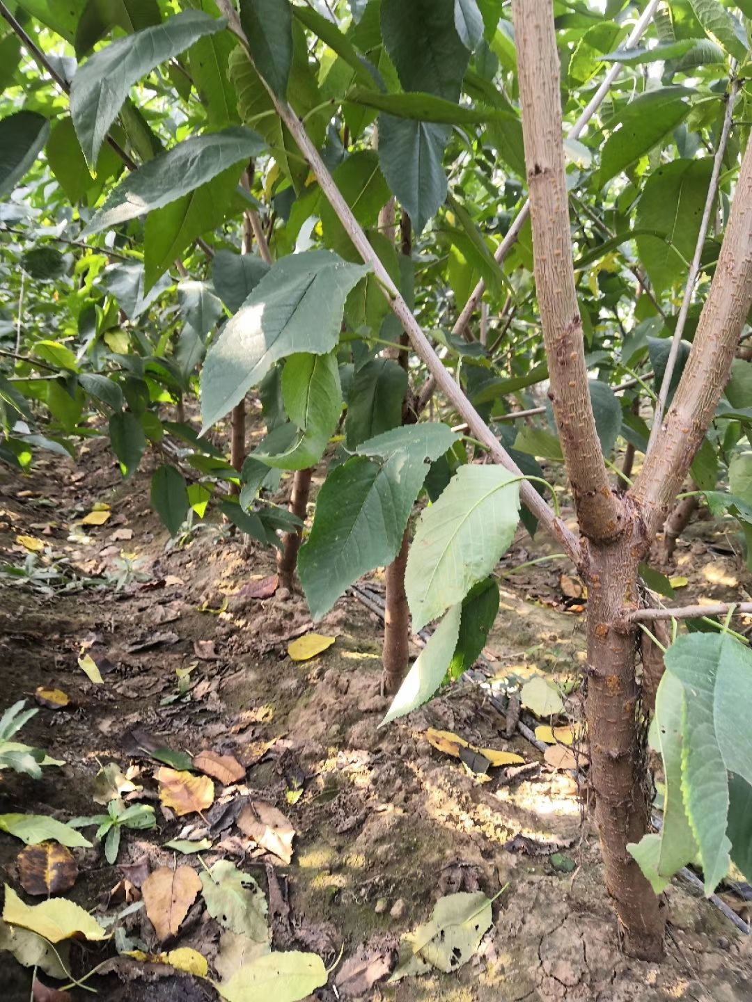  俄罗斯八号樱桃苗基地俄八矮化大樱桃苗吉塞拉六号砧木嫁接樱桃苗