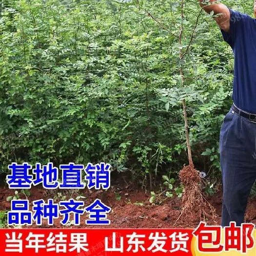 平邑县 大红袍花椒苗 中通包邮 南北方种植 量大从优