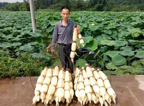 常熟市红花莲藕苗  高产食用藕苗浅水藕苗粉藕苗早熟藕苗白莲