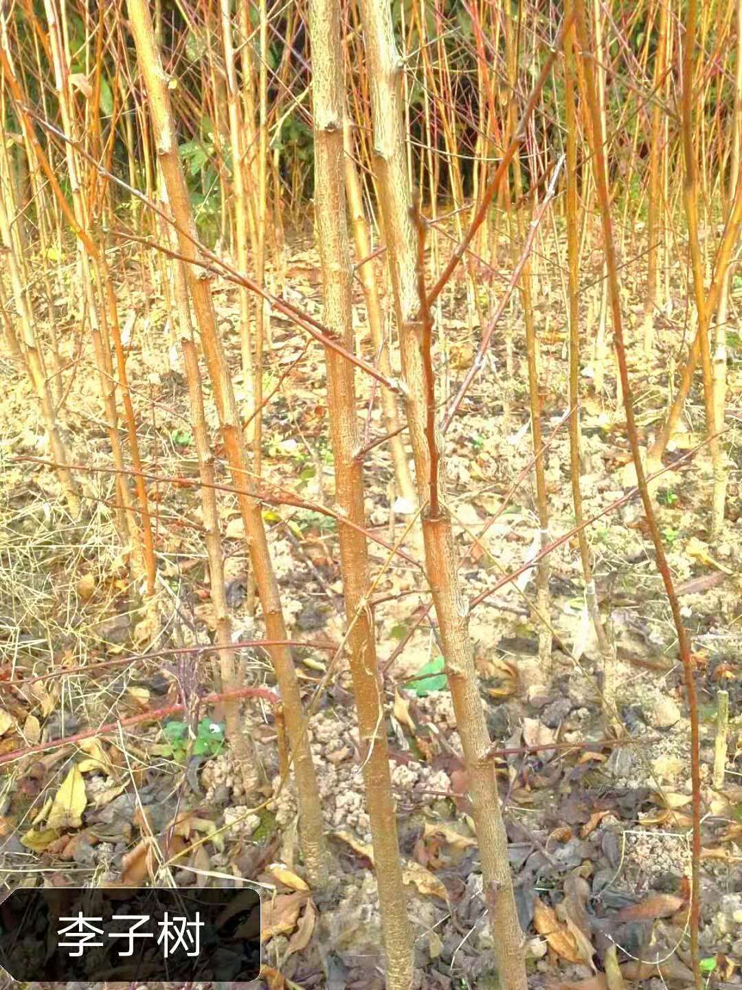 红心李子苗 红心李果肉血红，多汁味甜，当年挂果，产量杠杠的