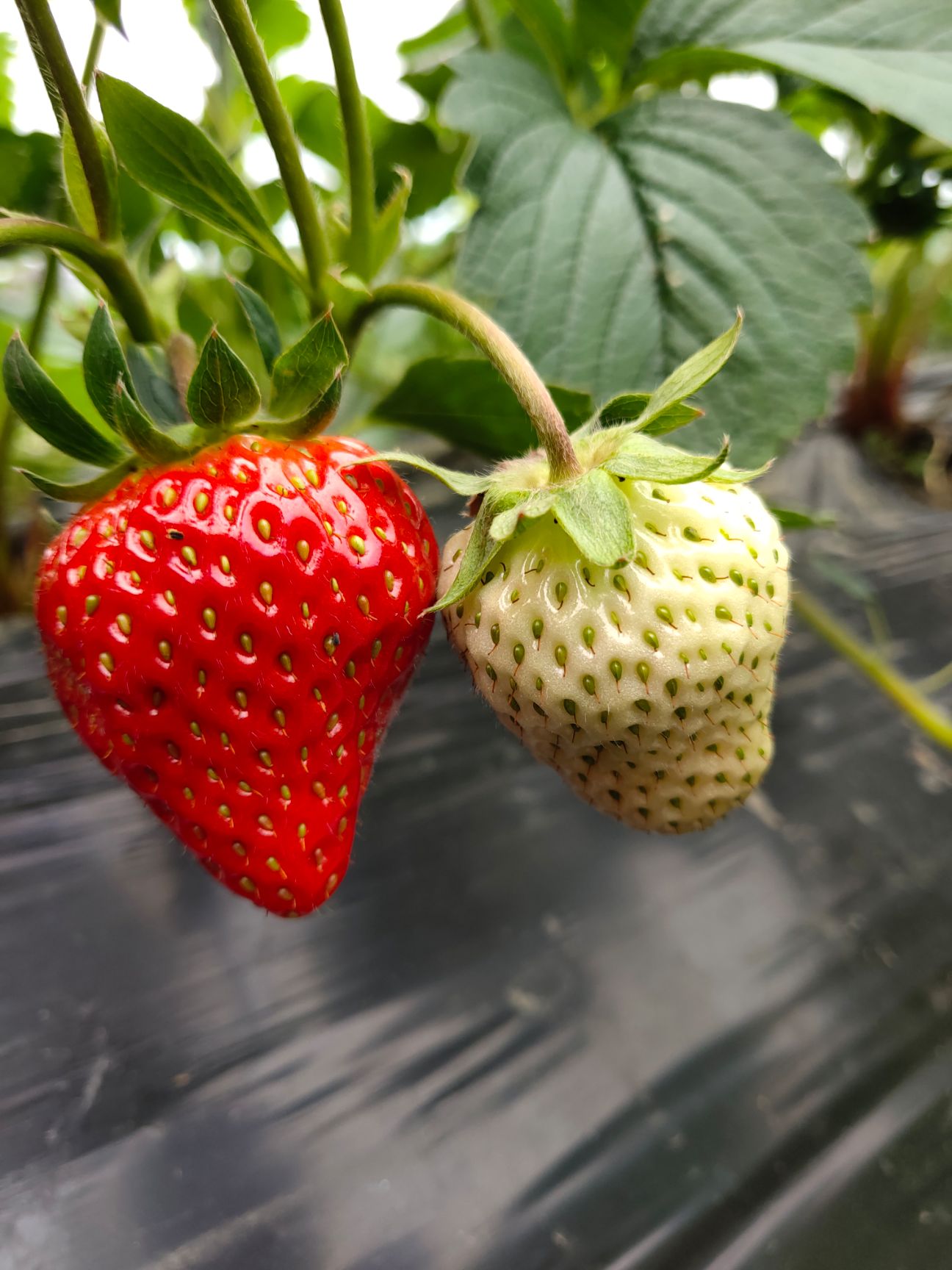 奶油草莓  奶油巧克力草莓长期供应基地直销