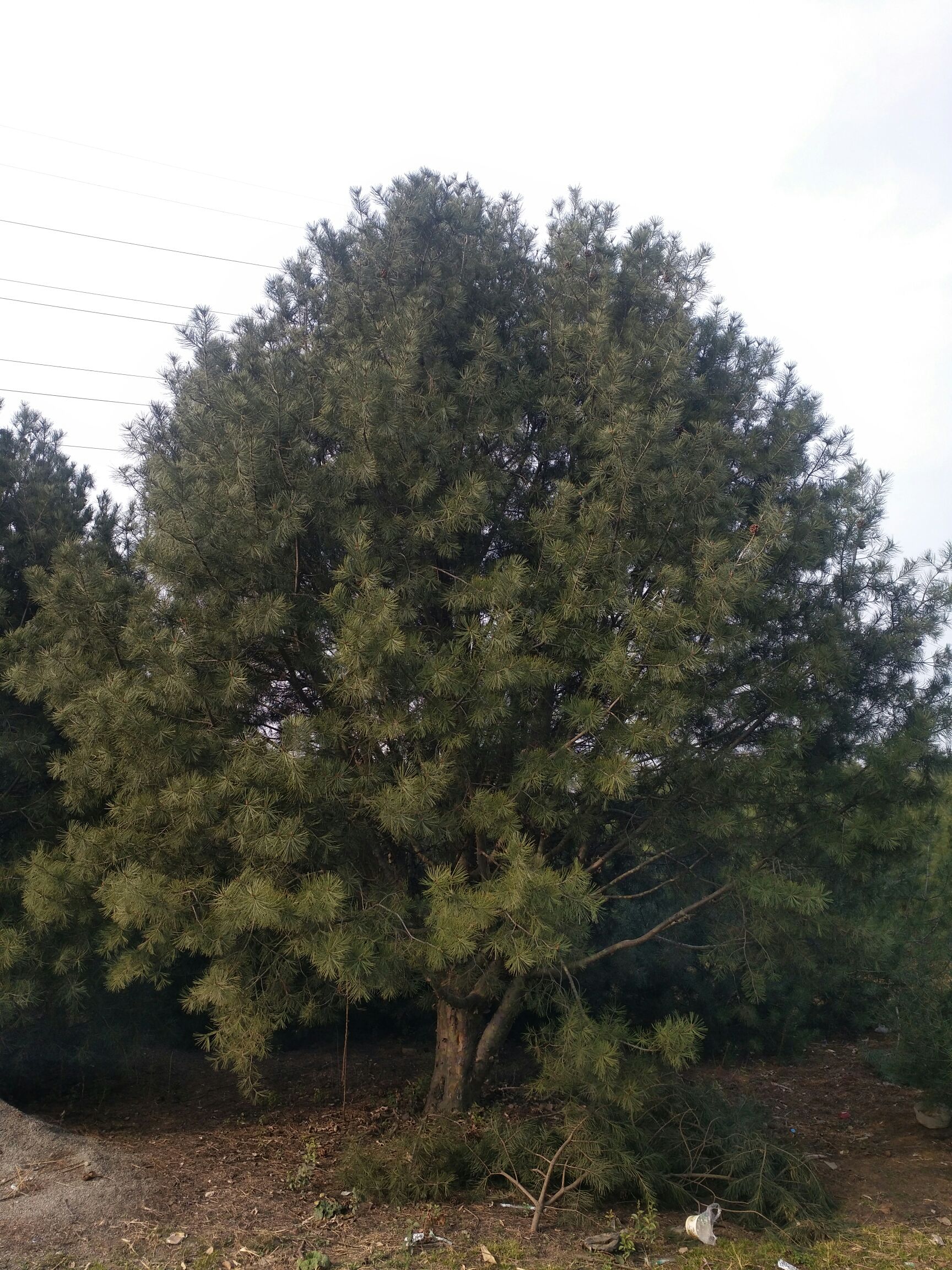 陕西白皮松 多点真诚，少点套路