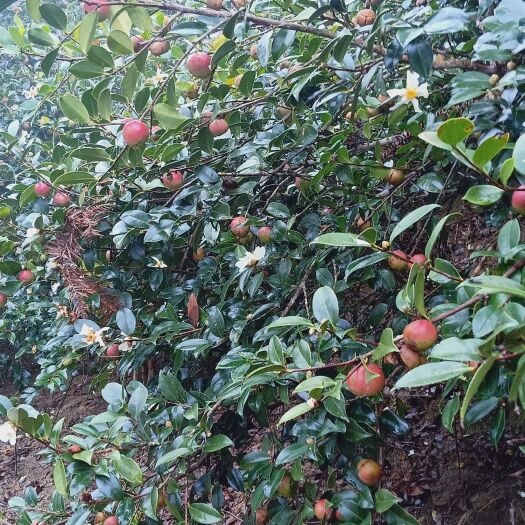 田林县有机山茶油
