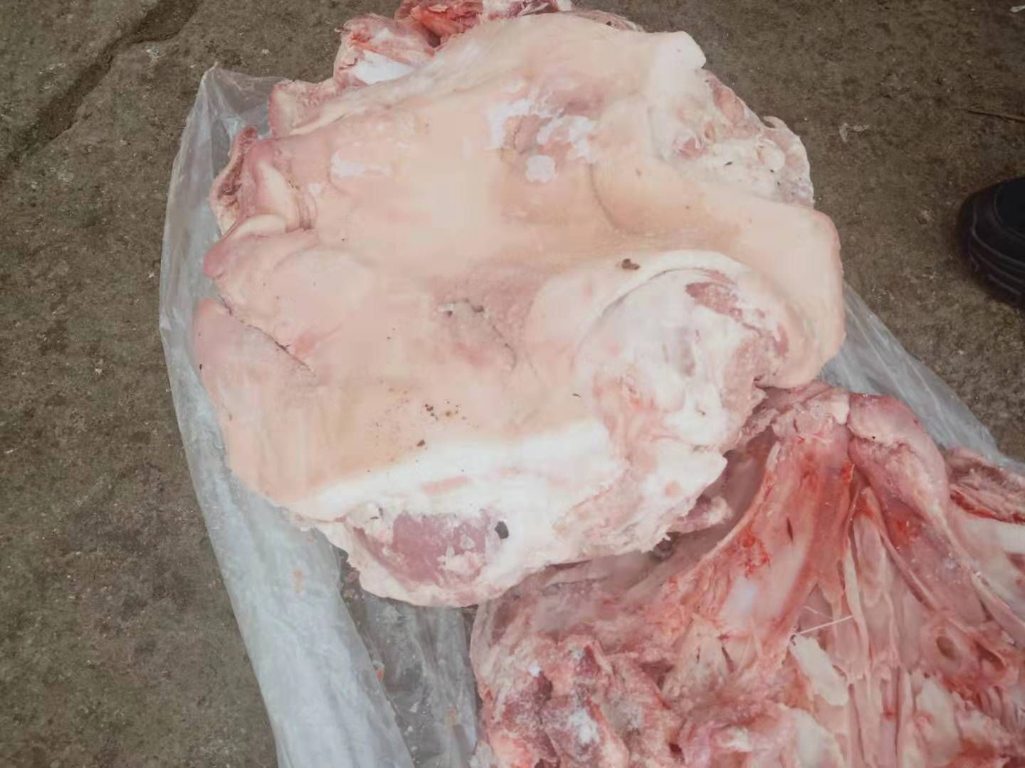 鲜猪头 无耳头