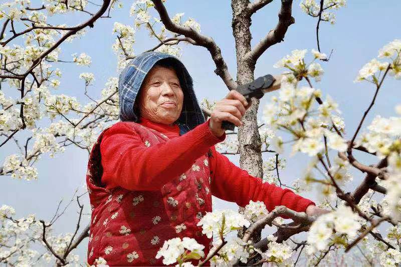  厂家直销赵州梨花粉，果树授粉用活性梨花粉