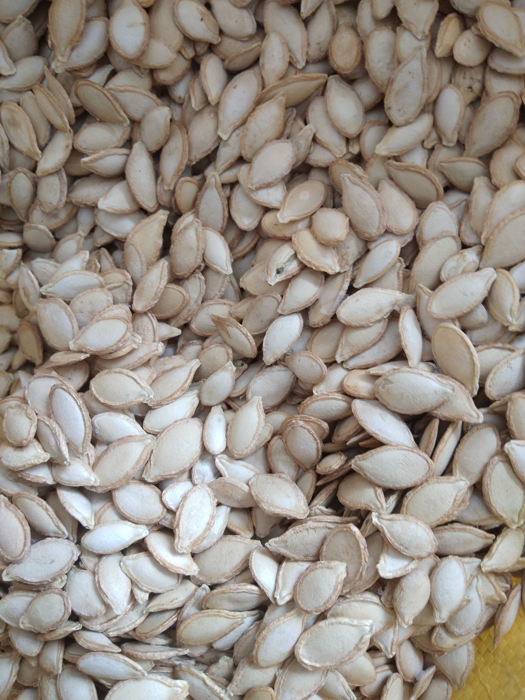 南瓜子 农户土南瓜干生