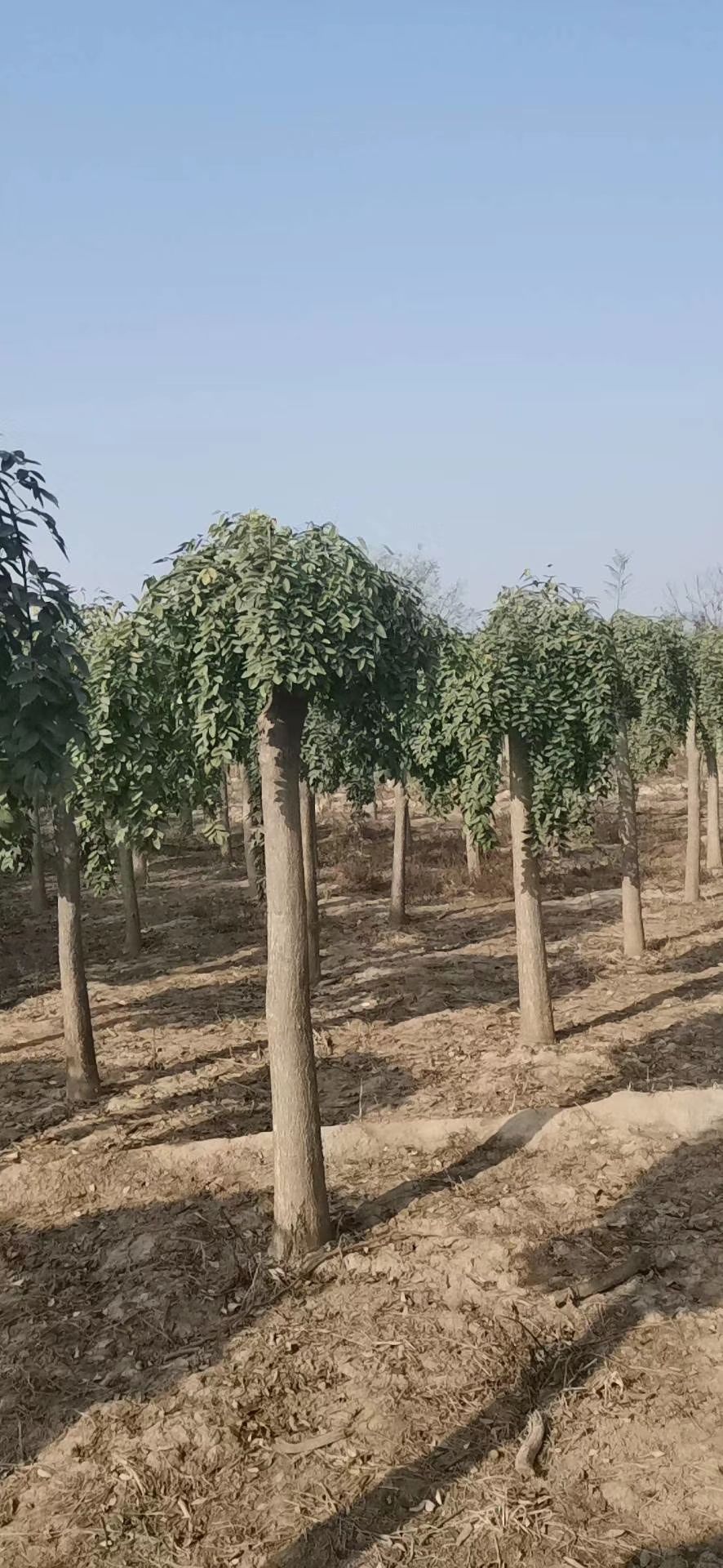 6到12公分龙爪槐