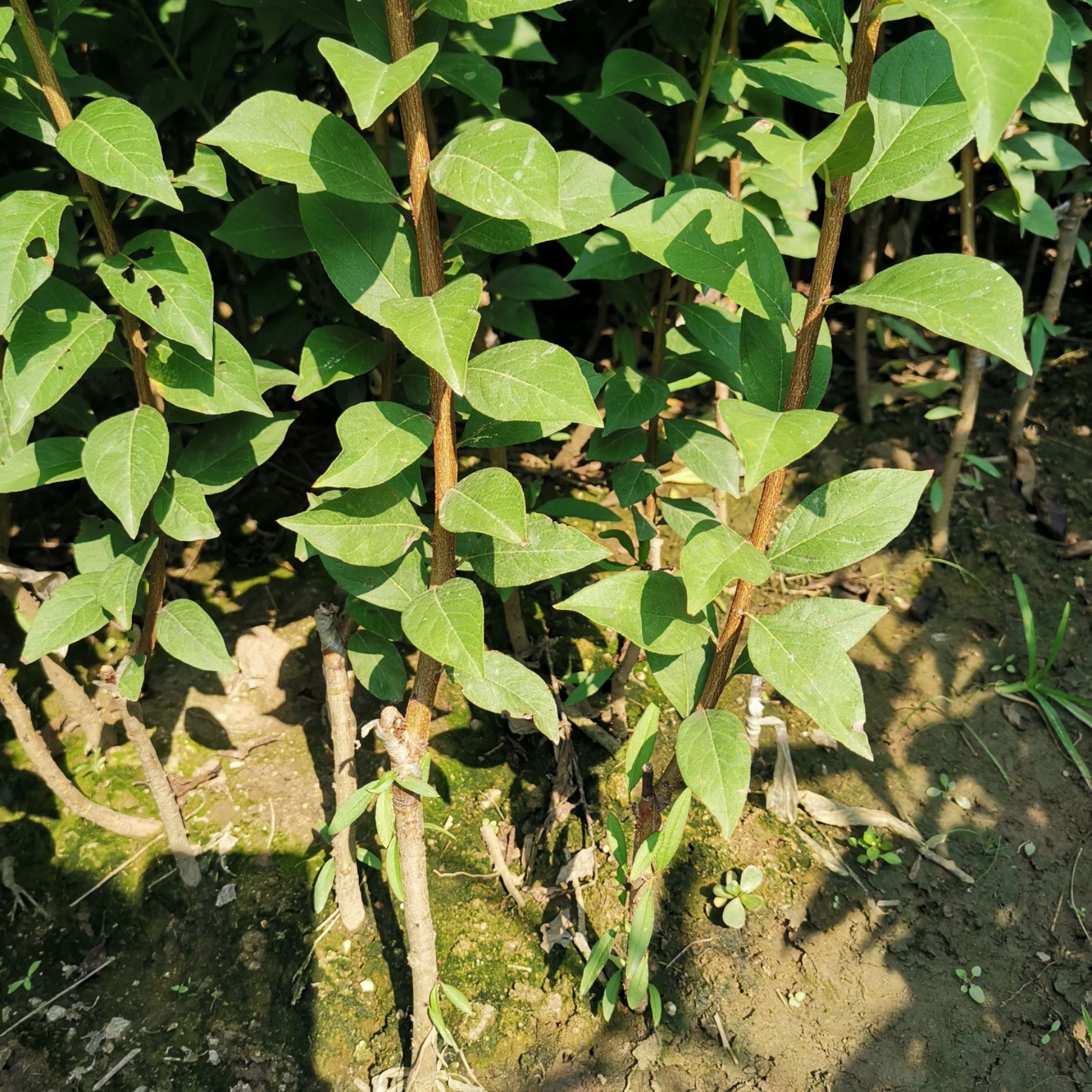 黄金奈李苗，奈李苗