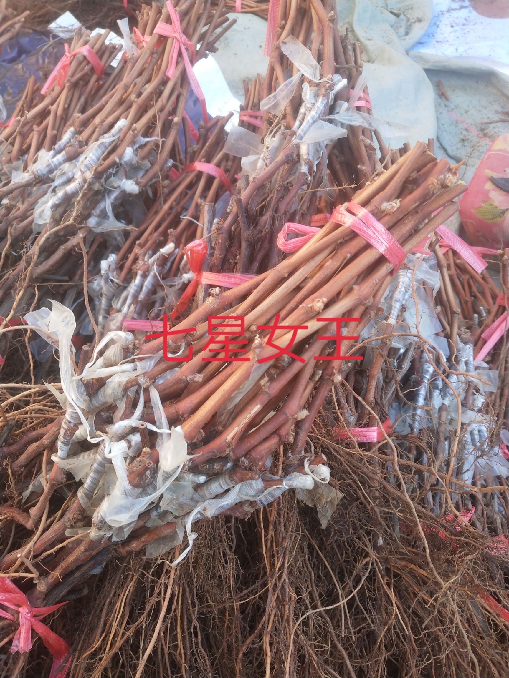  出售品种葡萄苗，二十多个，都是自育的保证质量纯度和成活率