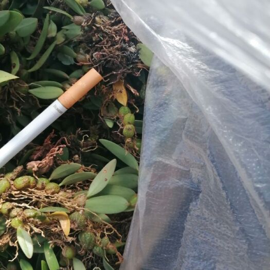景谷县滇黄精 块