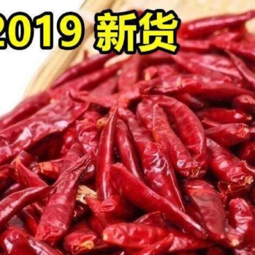 故城县 干辣椒 朝天椒2019年新品