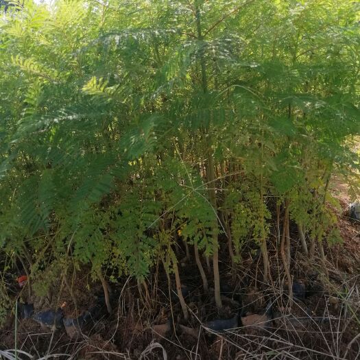 广州 蓝花楹袋苗，基地现货拍！量大从优！